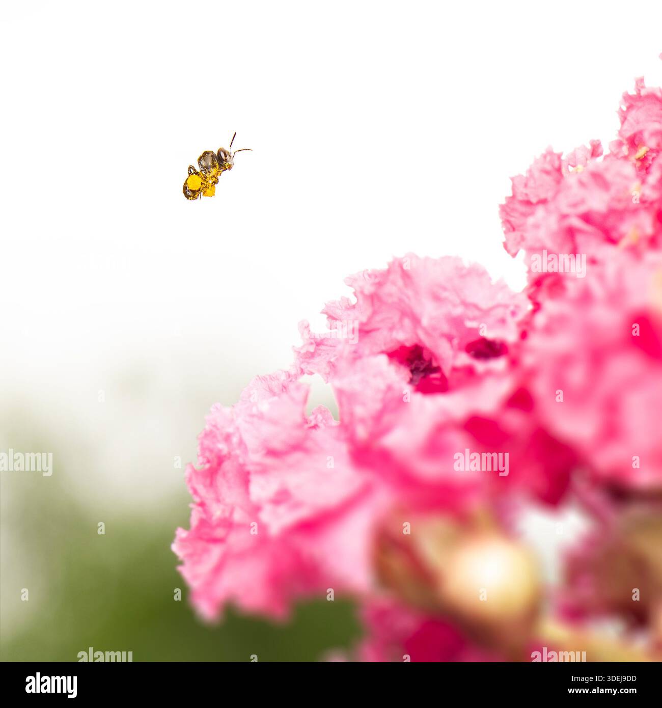 The Charcoal Stingless Bee or Tetragonula carbonaria, also known as the ...