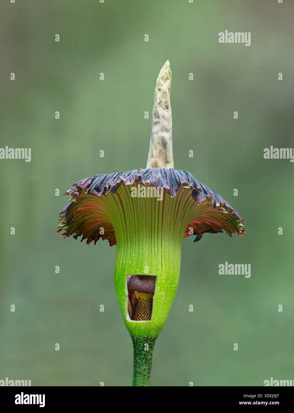 plant a vine Angel Vine main image 0