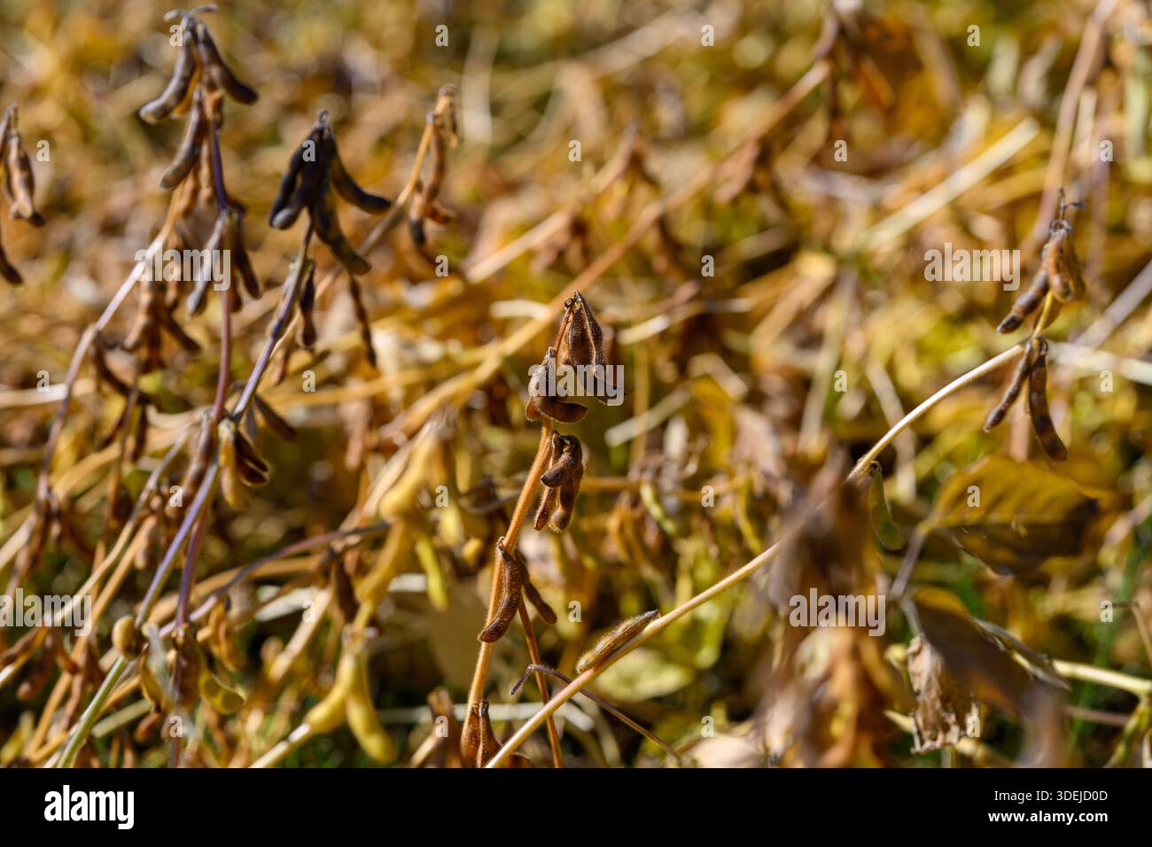 Mature soybean field dried hi-res stock photography and images - Alamy