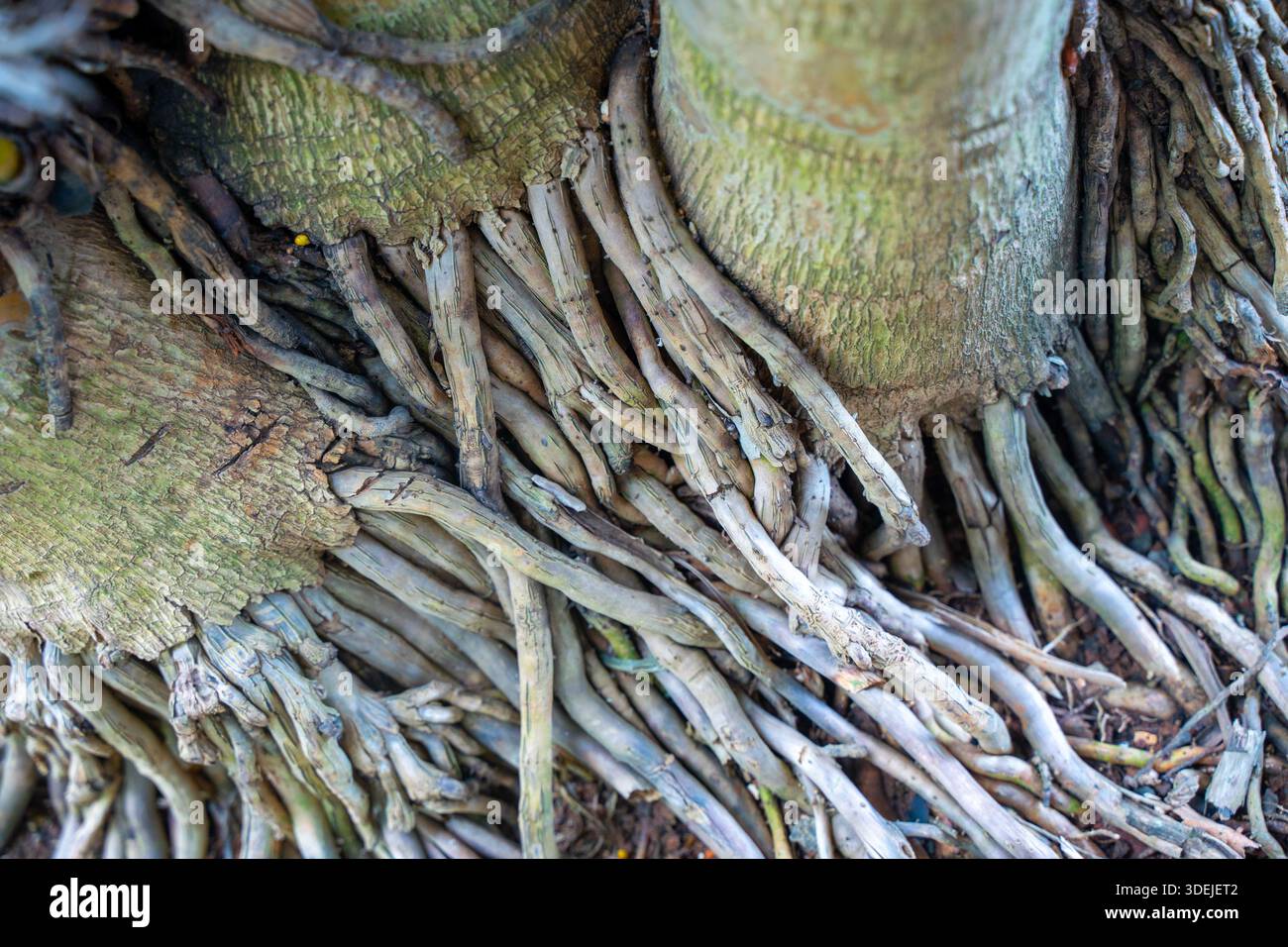 Fibrous root structure hi-res stock photography and images - Alamy