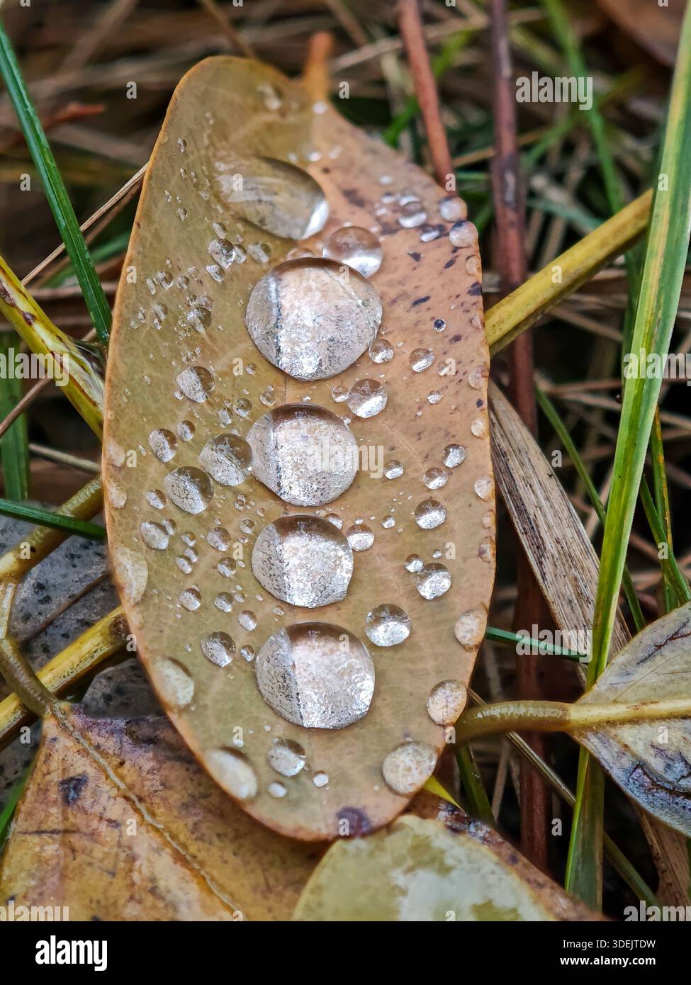 Line of four large spherical water drops on a single brown autumn leaf. Stock Photo