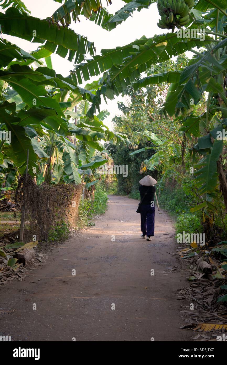 A lone vietnamese woman walks along a dirt path lined with banana trees in  a rural village, wearing a traditional conical hat. Lush greenery and a cal  Stock Photo - Alamy