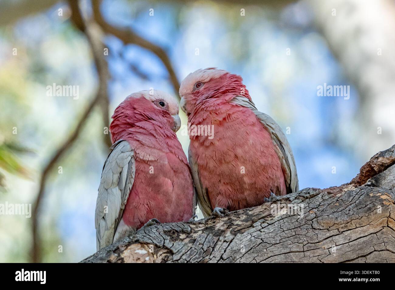 Two pink and grey parrots perched on a branch. Stock Photo