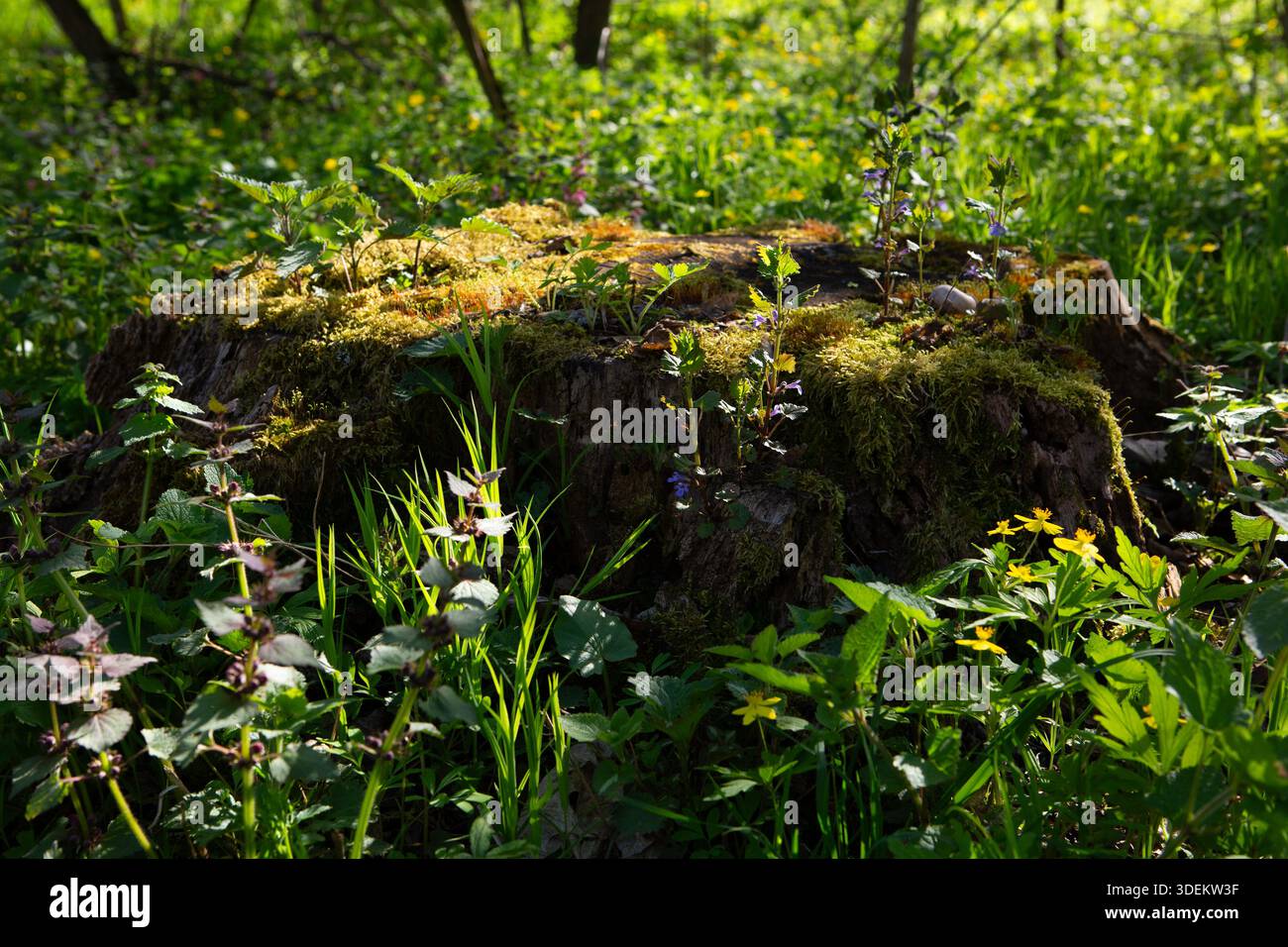 Forest landscape young graas and tree trunk with moss Stock Photo