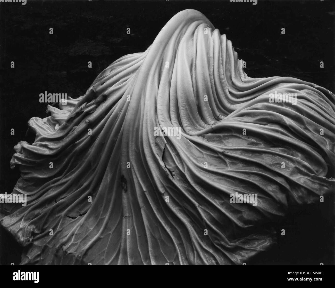 Edward weston hi-res stock photography and images - Alamy