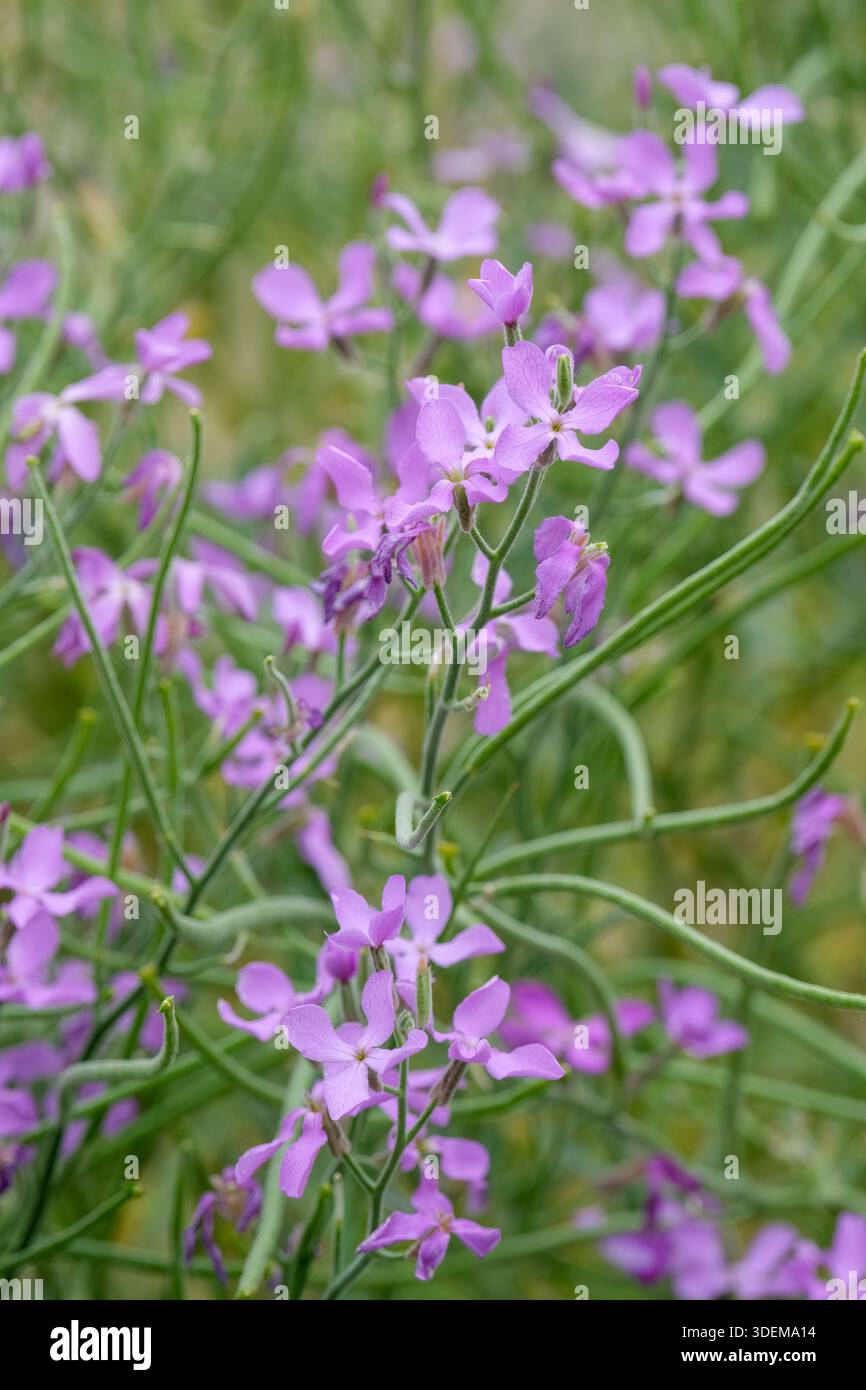 Sea stock, Matthiola sinuata, biennial or short-lived perennial, flowers consist of four pale-lilac petals Stock Photo
