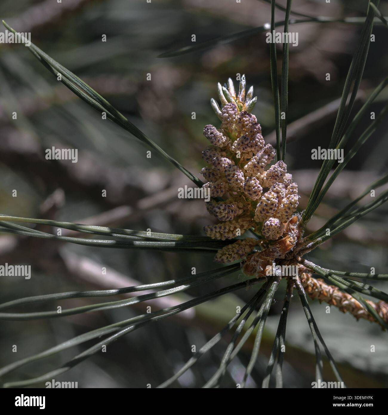 Young conifer cones on a branch, close-up Stock Photo