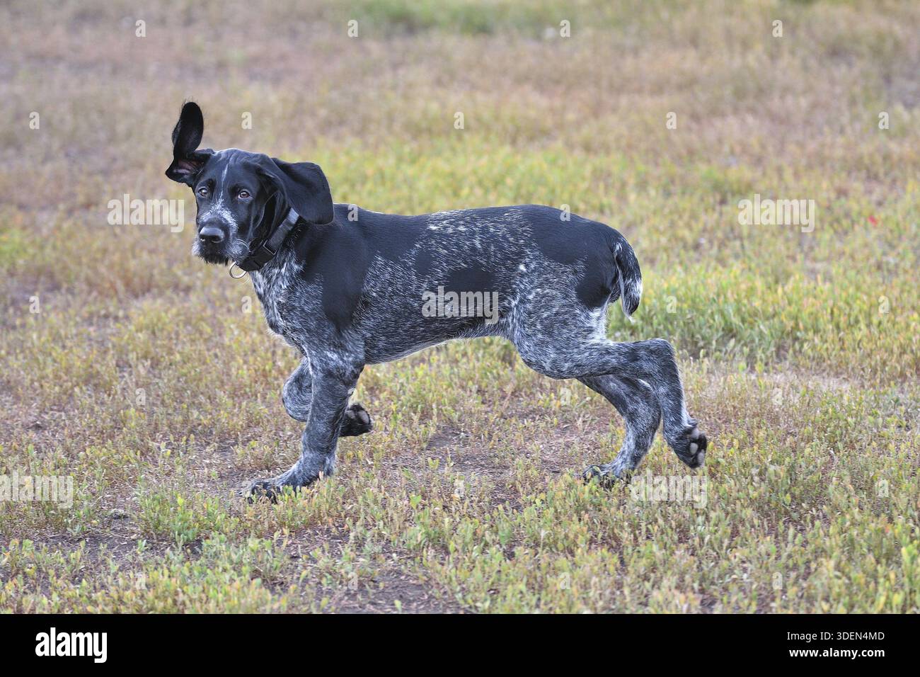 Hunting dog breed German Wirehaired pointer on the walk Stock Photo