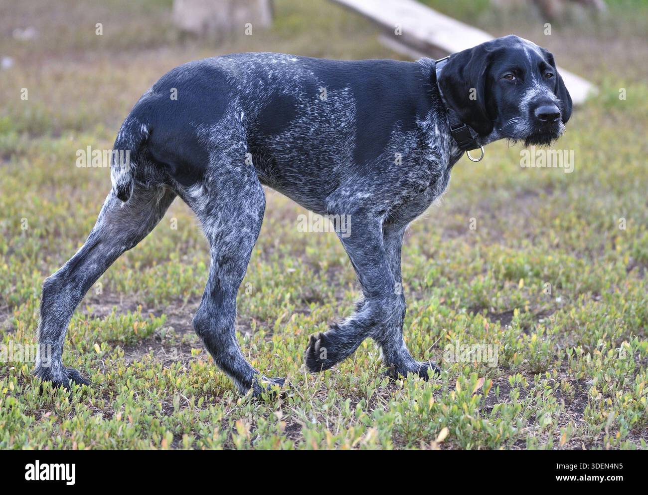 German wirehaired pointer or Drahthaar (Deutsch Drahthaar, Deutscher Drahthaariger Vorstehhund) on the walk Stock Photo