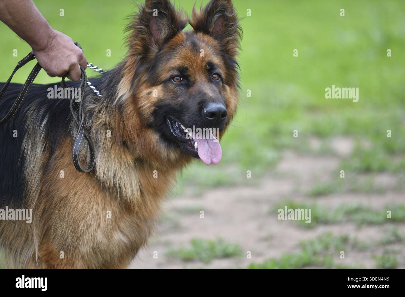 Walk In Breeding Dog breed German Shepherd on a walk in the summer Stock Photo - Alamy