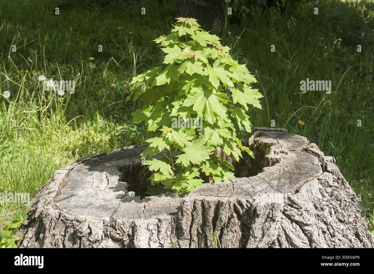 Sprouted sapling in cut oak tree log closeup Stock Photo