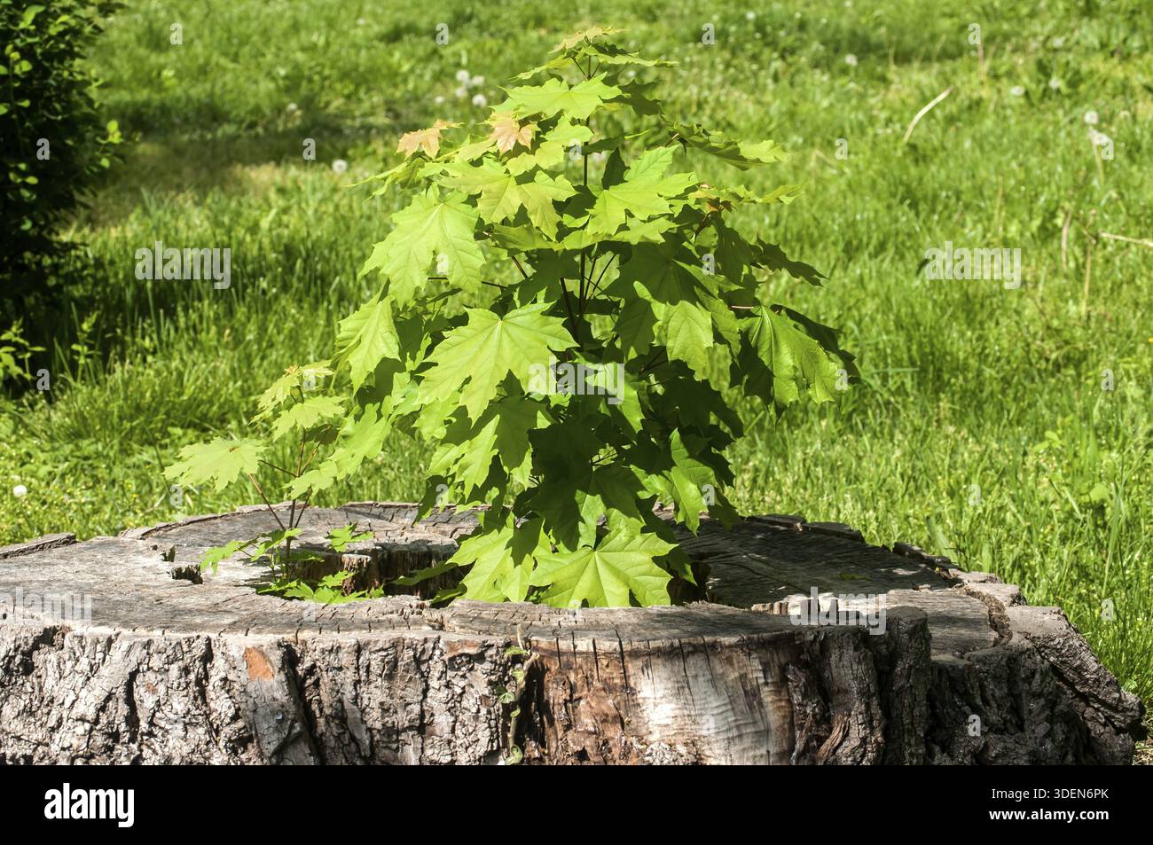 Sprouted sapling in cut oak tree log closeup Stock Photo