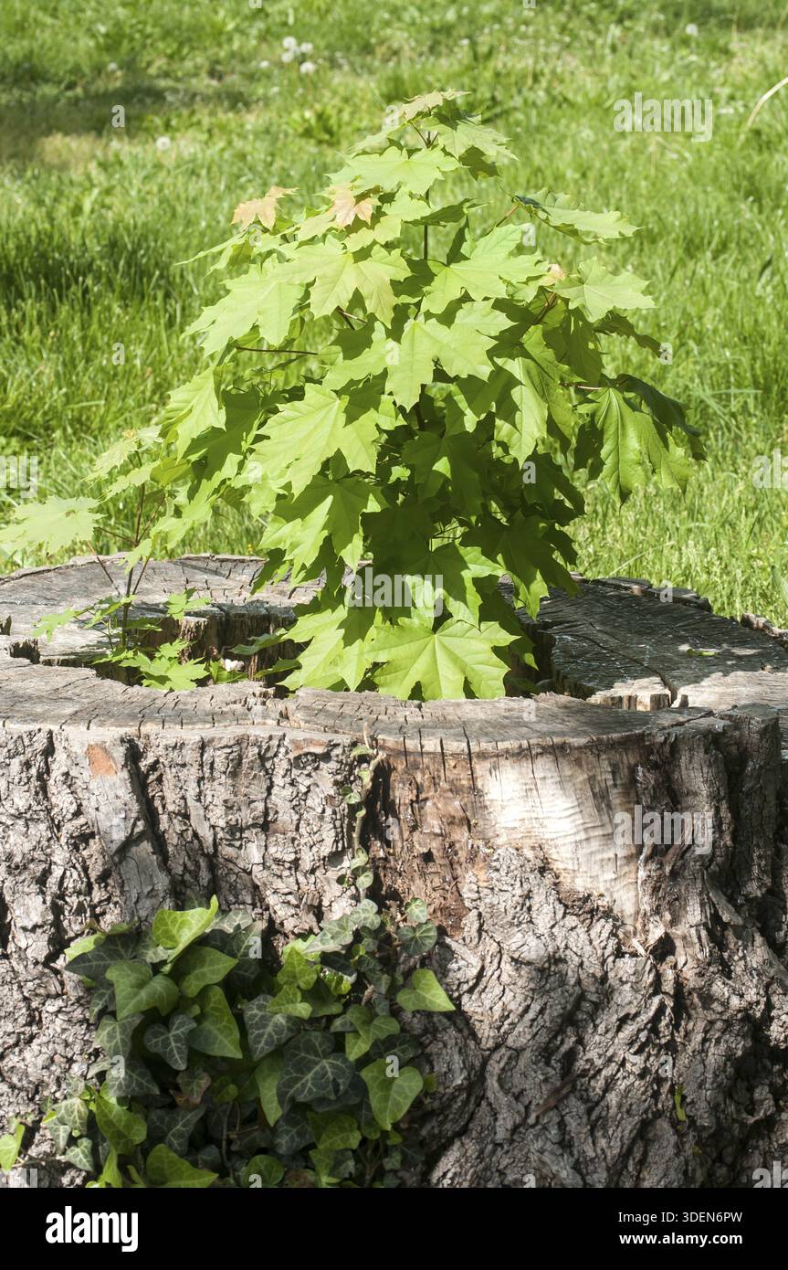 Sprouted sapling in cut oak tree log closeup Stock Photo