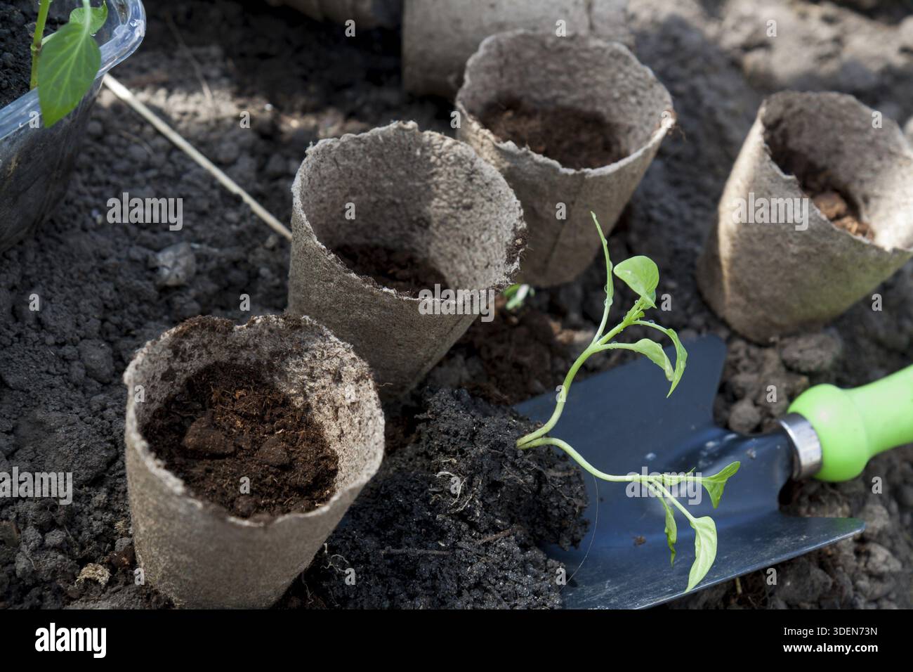 Planting young peppers seedlings in peat pots on soil background ...