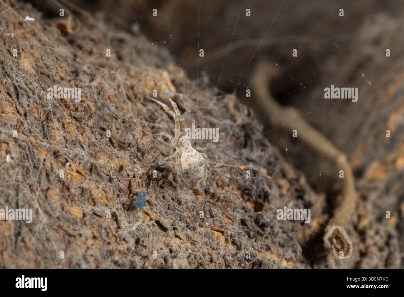 Webbed Legged Insect Feather-legged lace weaver spider (Uloborus plumipes) camouflaged among ...