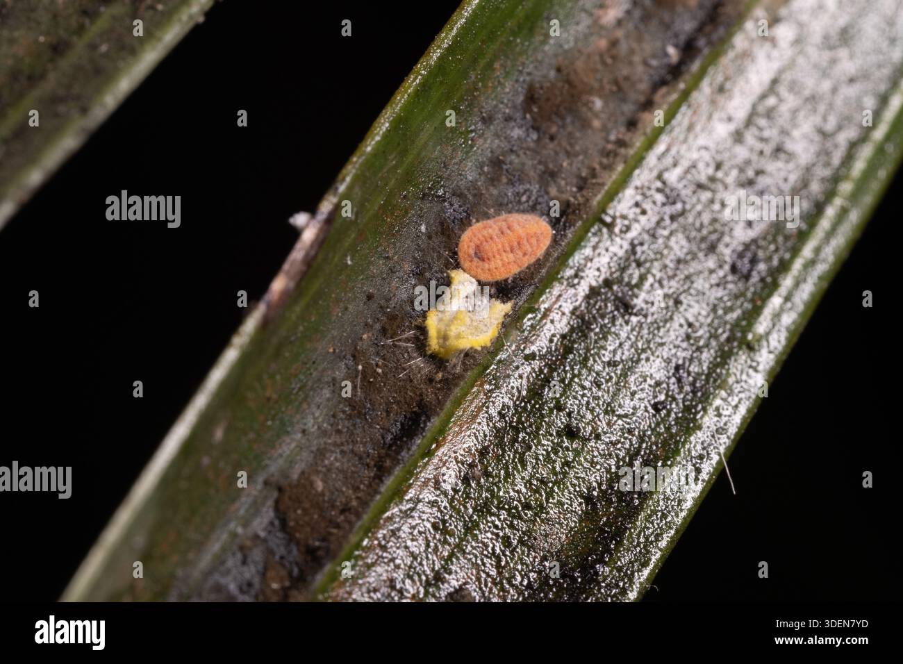 Insect Cast Recently molted Seychelles scale insect (Icerya seychellarum) with shed ...