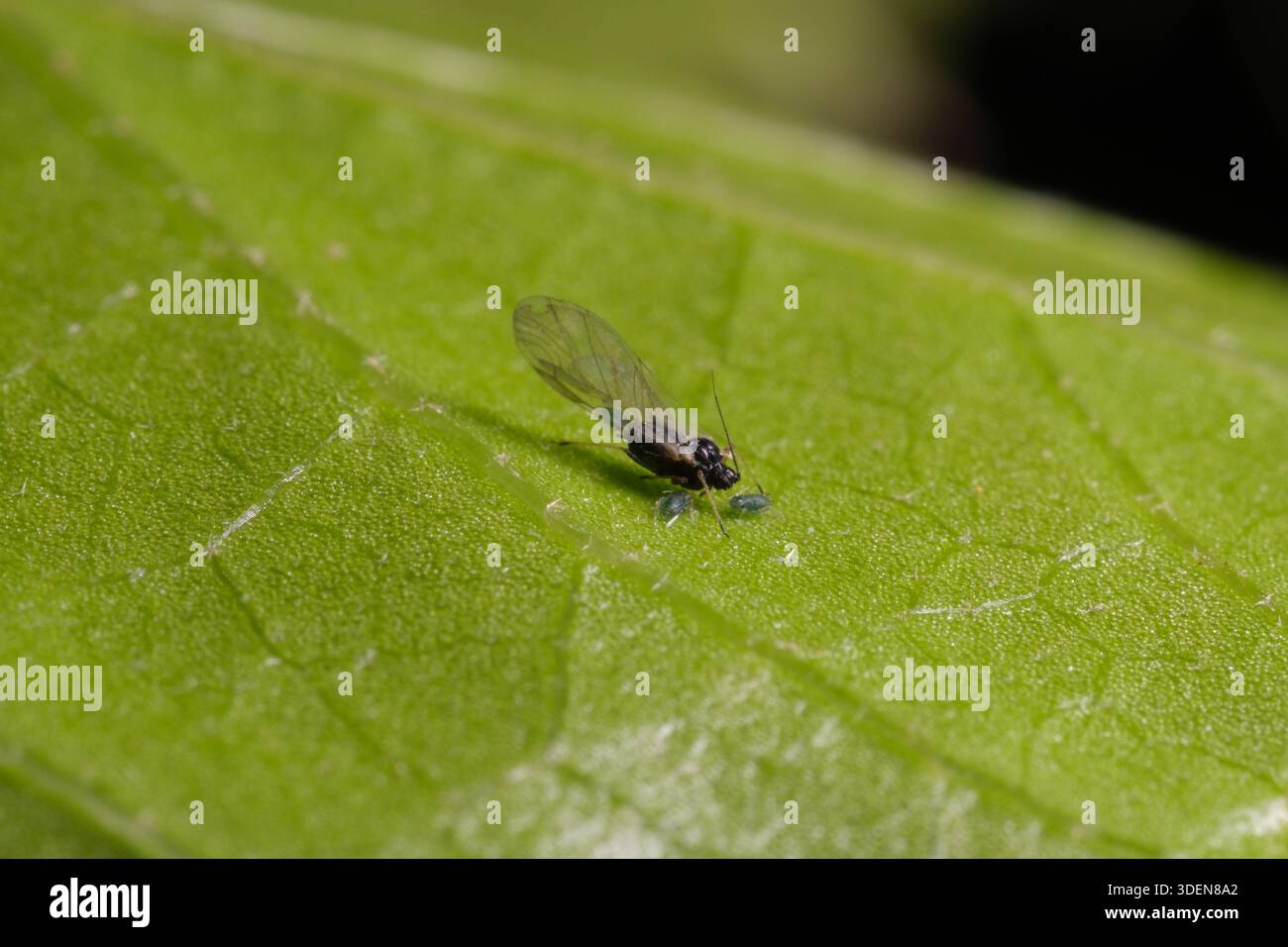 Adult winged aphid with nymphs on leaf underside, Egypt Aphididae . Stock Photo