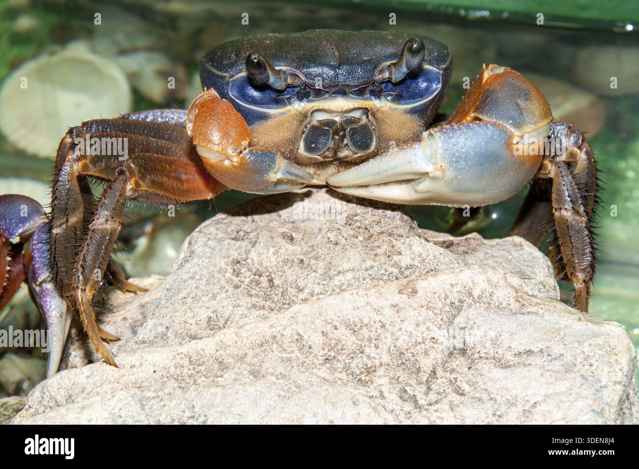 Rainbow crab a large, extremely beautiful, differ bright three-color coloration Stock Photo