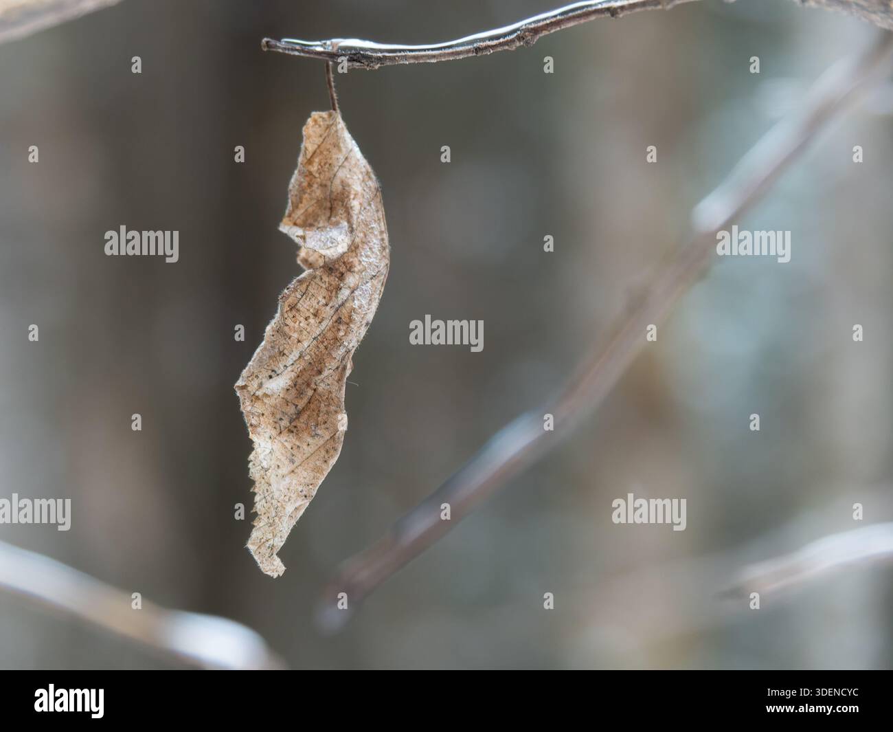 Leaf on a tree branch in the winter, Quebec,Canada Stock Photo