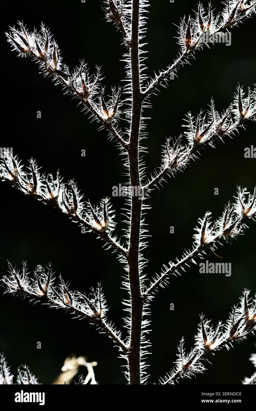 Abstract Image of Woodey Plant Stalk Showing Highlighted or Backlit Stalk Hairs or Hairy Stalk with Nodes, Internodes and Petioles Stock Photo