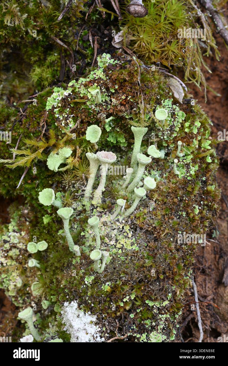 Trumpet Cup Lichen, Cladonia fimbriata Stock Photo