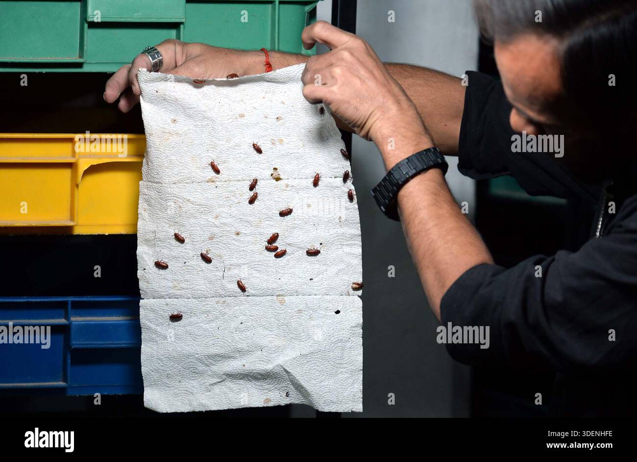A man is showing the processing of mealworm farming, in Karachi on ...