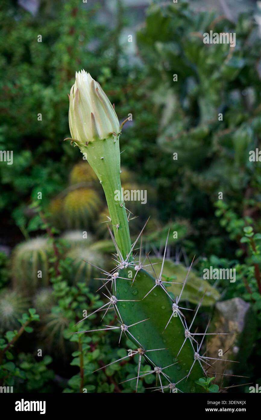Lady of the night cactus hi-res stock photography and images - Alamy