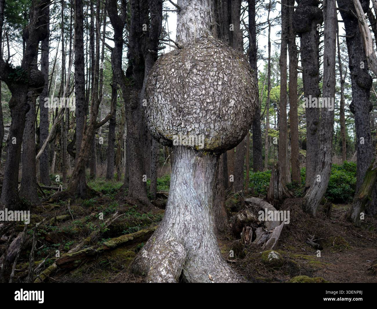 Abnormal growth hi-res stock photography and images - Alamy