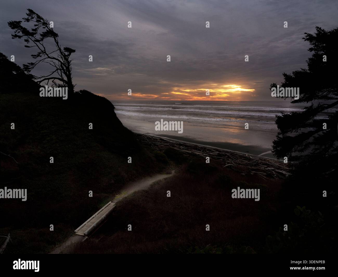 WA26970-00.....WASHINGTON - Trail to Beach One near Kalaloch in Olympic National Park. Stock Photo