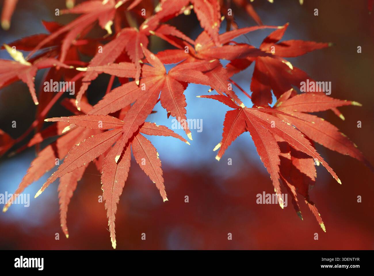 Japanese maple tree red leafs close-up, focus on front leafs Stock Photo