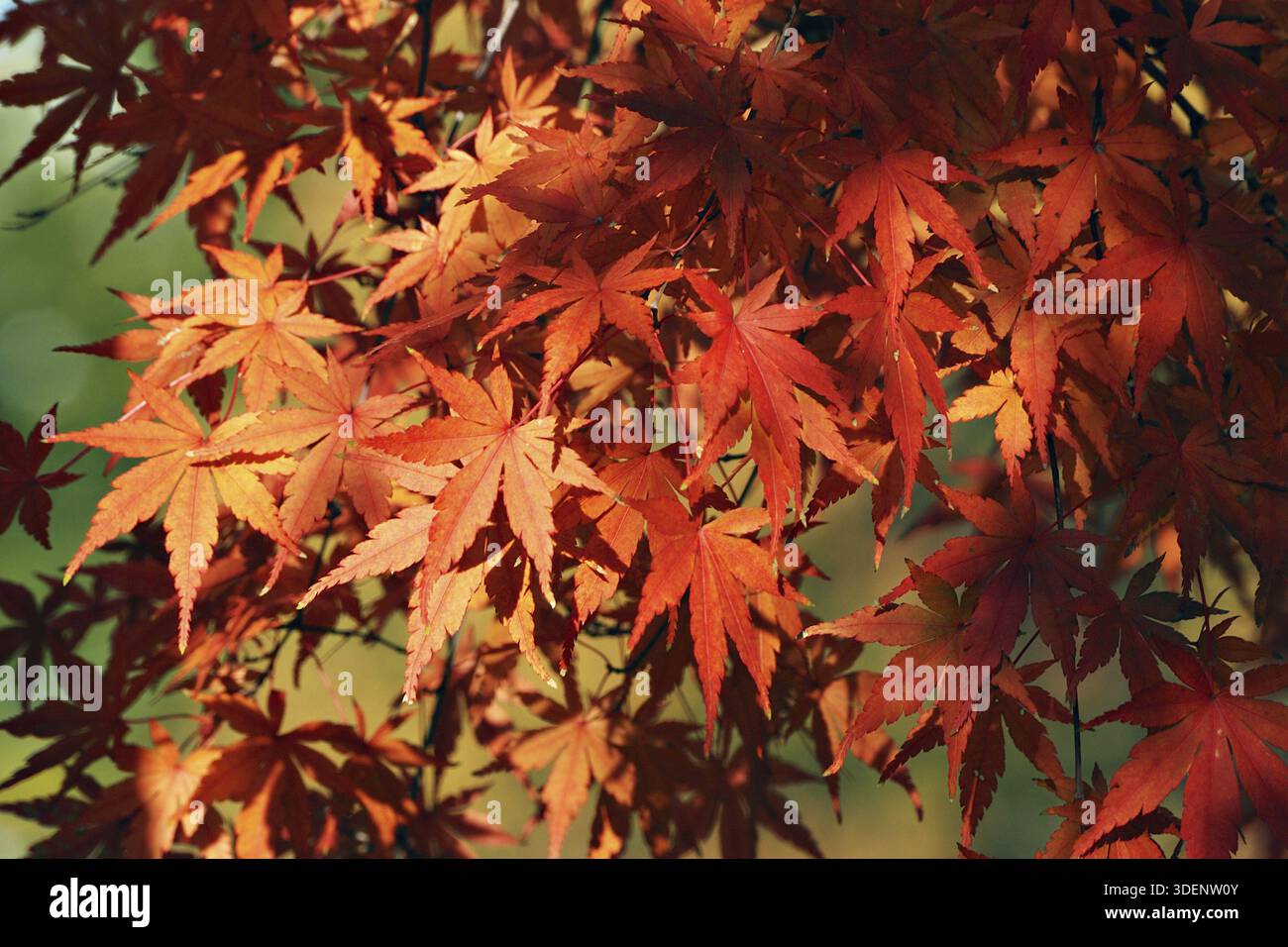 Japanese maple tree red leafs background Stock Photo