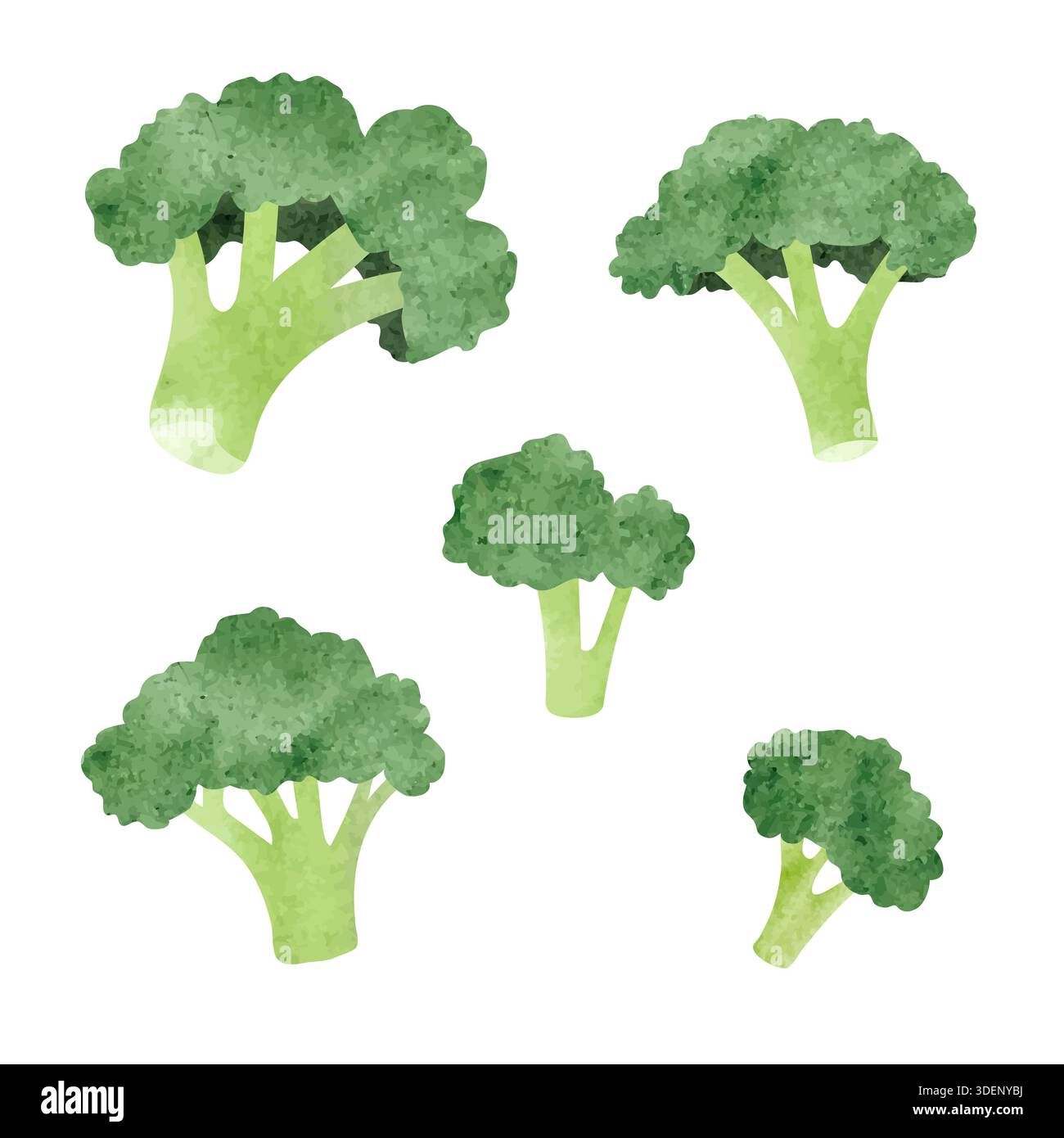 Green broccoli set. Vector watercolor illustration Stock Vector
