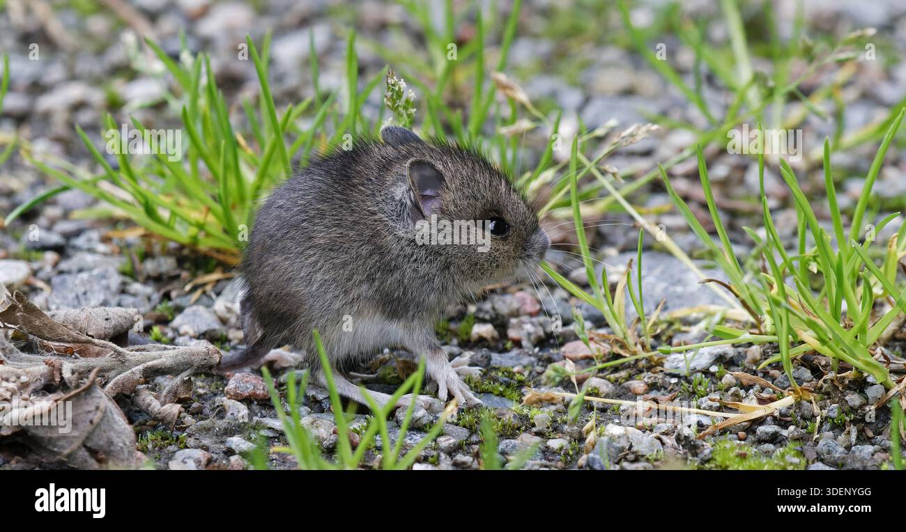 Little cute baby mouse Stock Photo - Alamy
