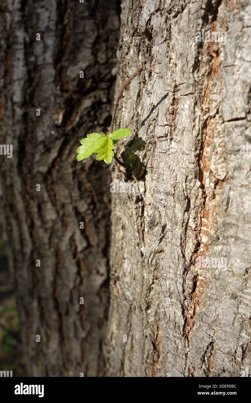 Detail new tree offshoot hi-res stock photography and images - Alamy