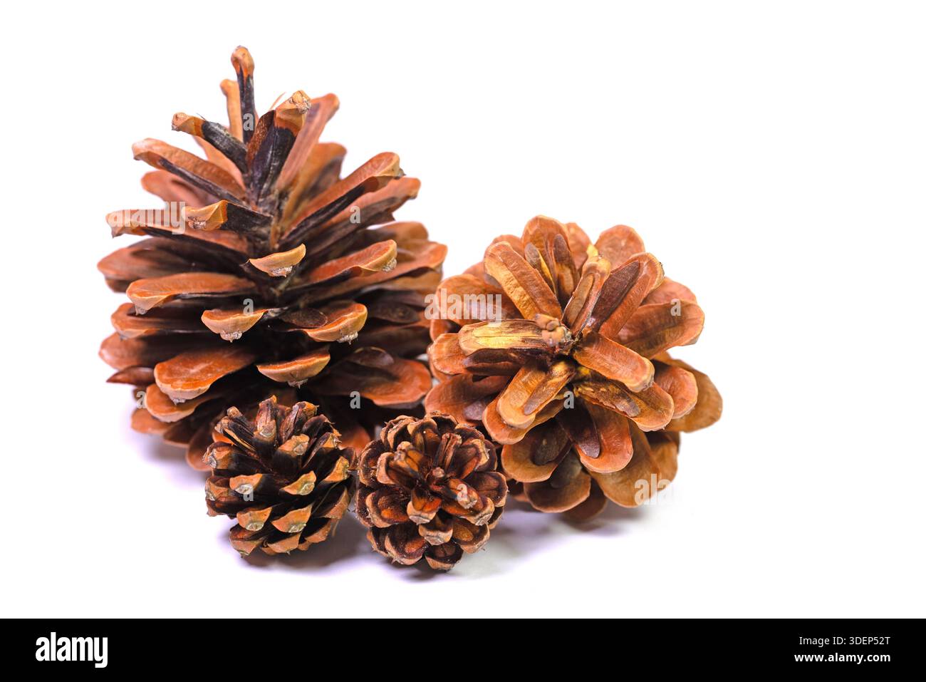Three pine cones on a white background in close-up Stock Photo