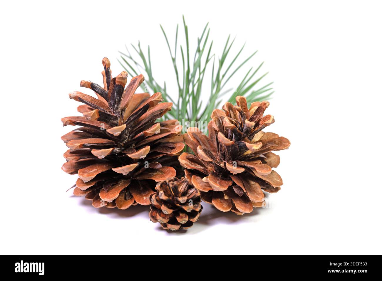 Three pine cones on a white background in close-up Stock Photo