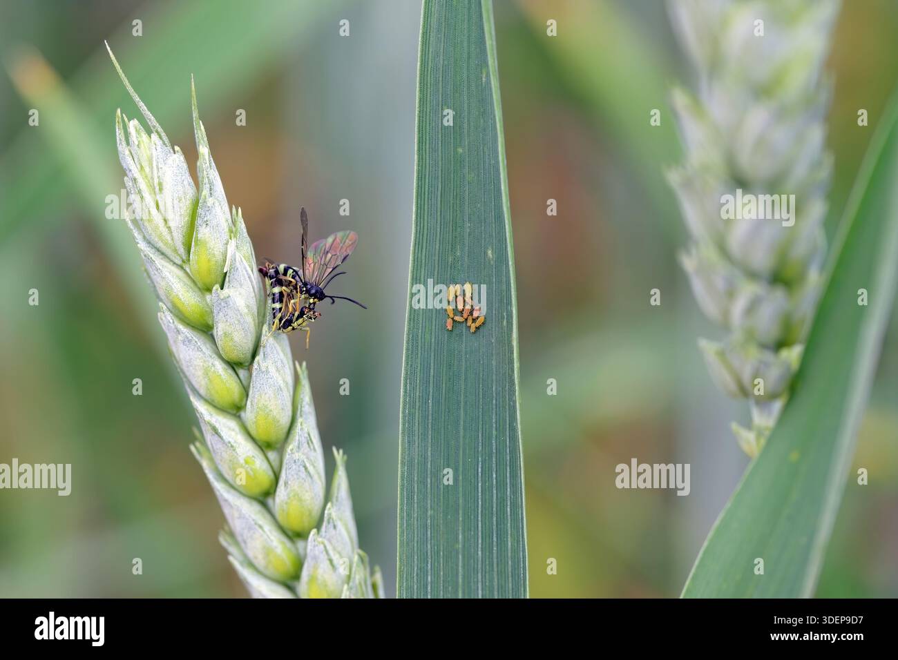 Cereal pests, grain aphid colony and European Wheat Stem Sawfly or Wheat-stem Borer, Cephus pygmaeus in a wheat field. Stock Photo