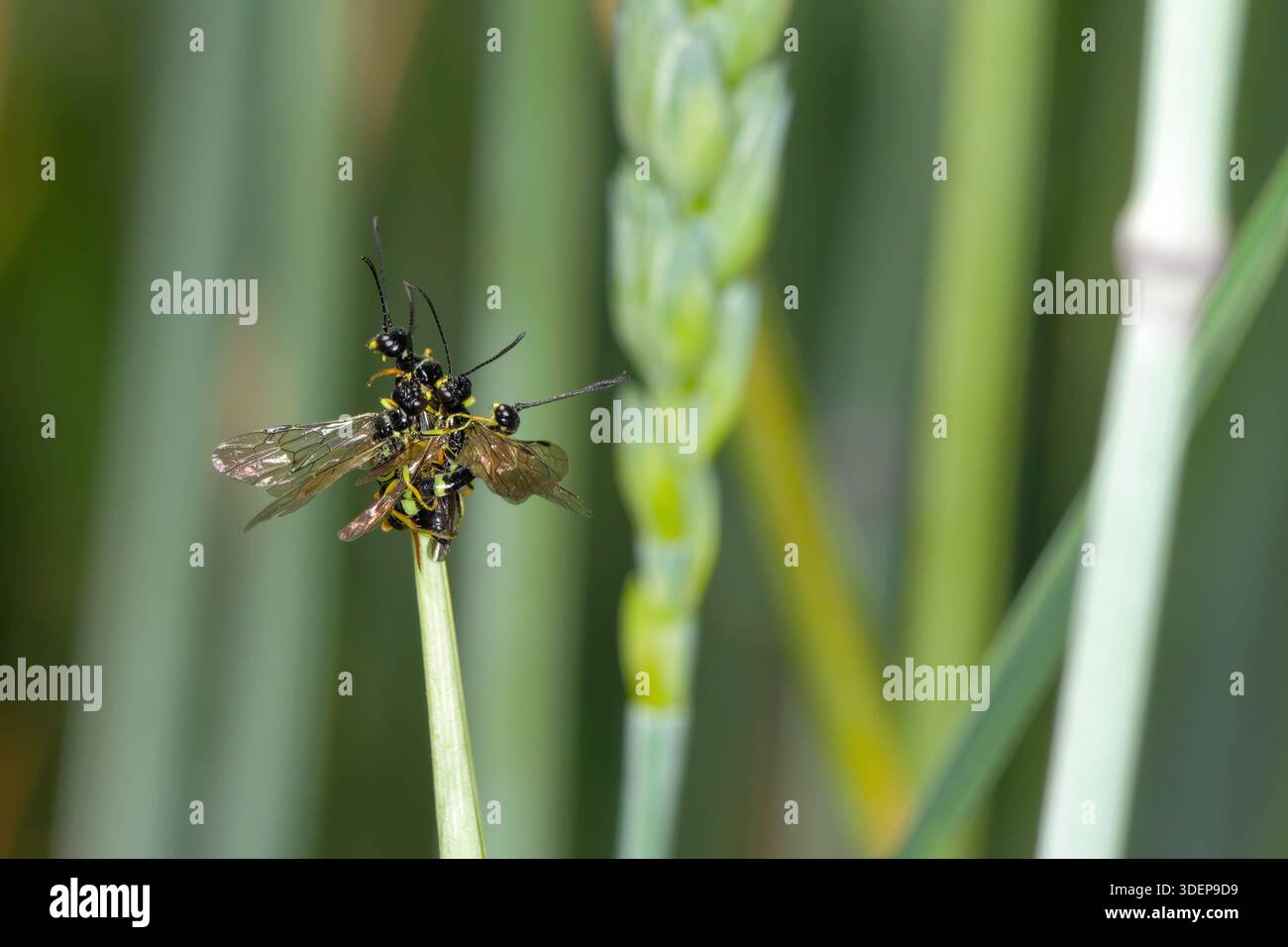 European Wheat Stem Sawfly or Wheat-stem Borer, Cephus pygmaeus. Three males mating with a female in a cereal field. Stock Photo