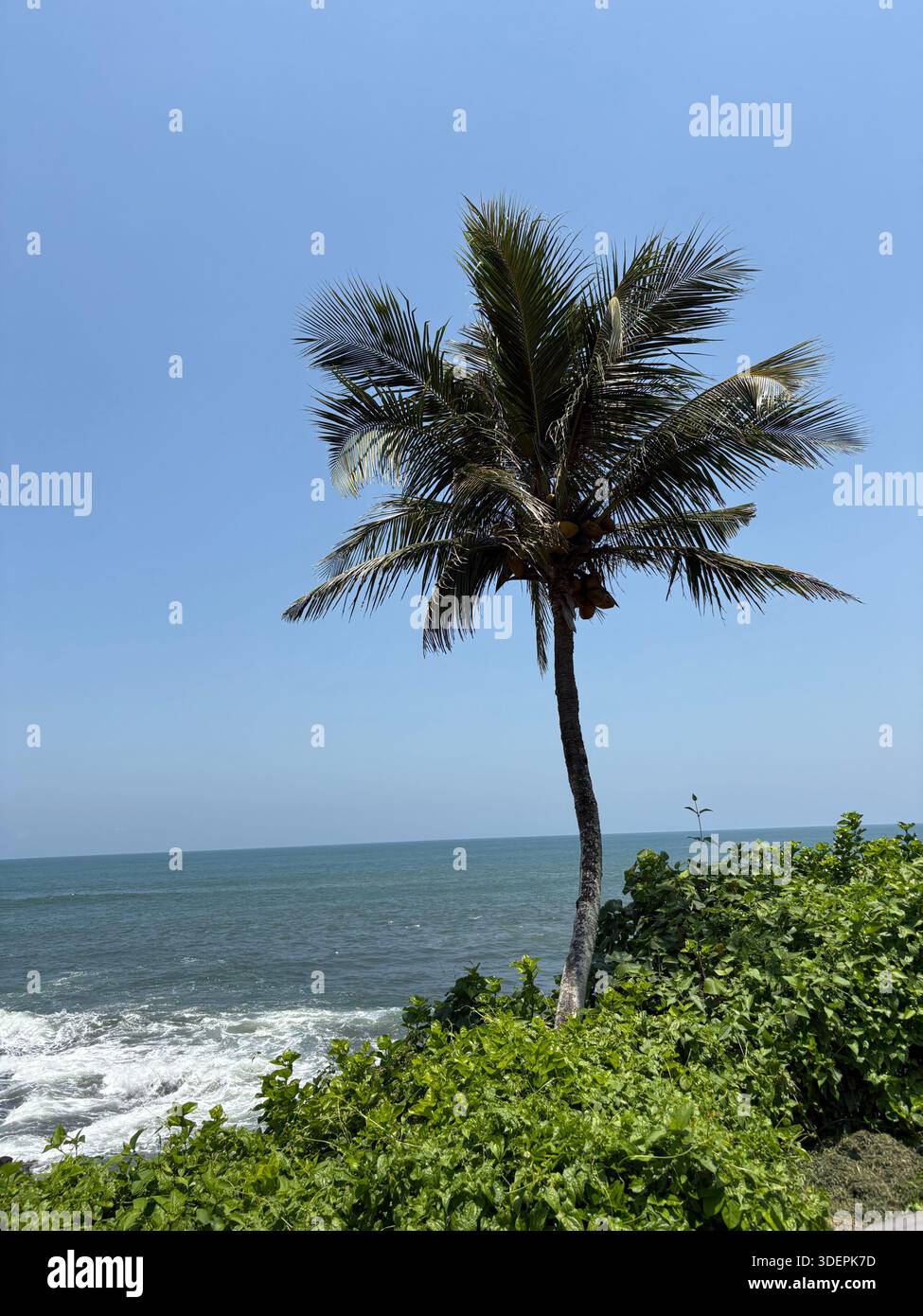 Tall palm tree by the ocean under clear blue sky, surrounded by lush tropical vegetation in coastal landscape - Smartphone Captured Stock Image