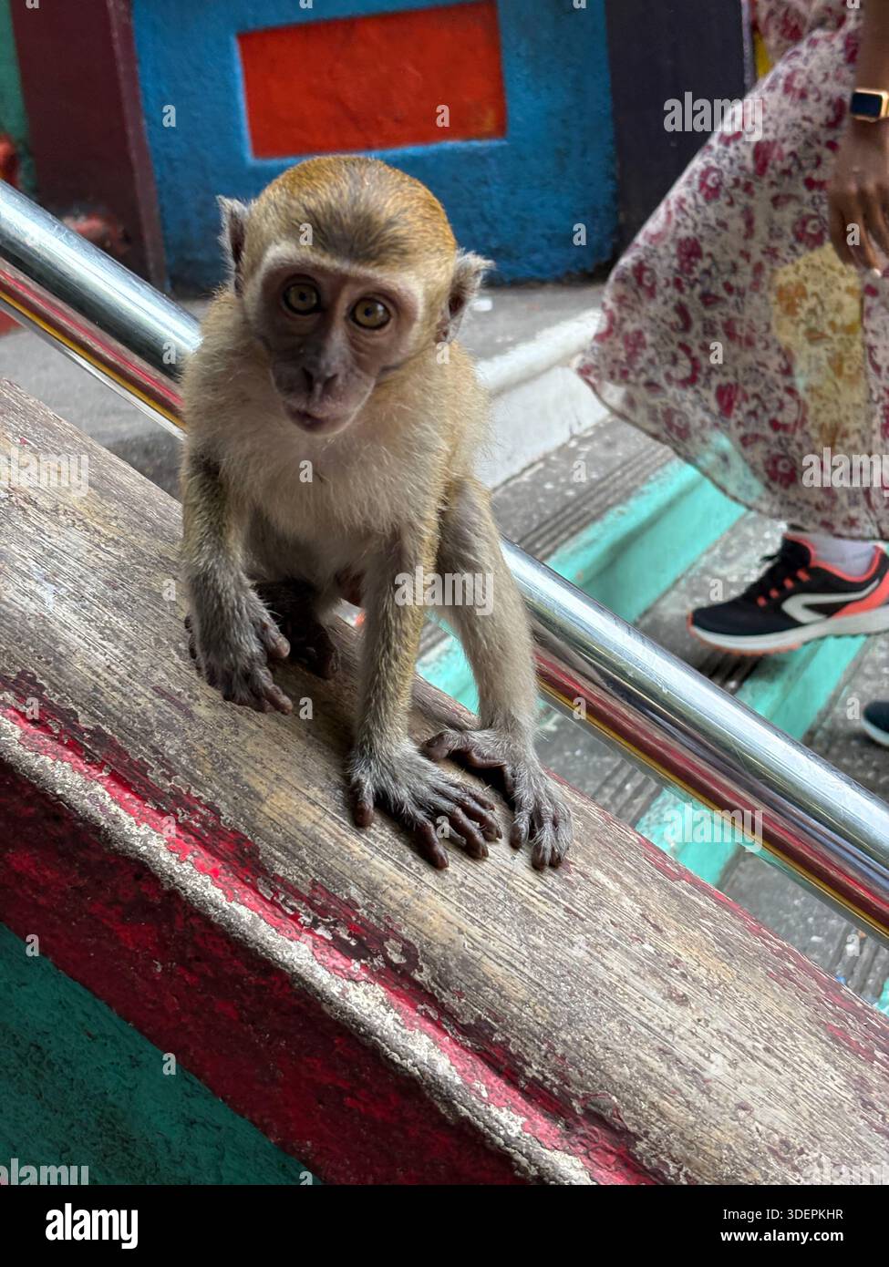 Monkey sitting on railing at Batu Caves staircase in Malaysia, with colorful temple and limestone cliffs in background - Smartphone Captured Stock Image