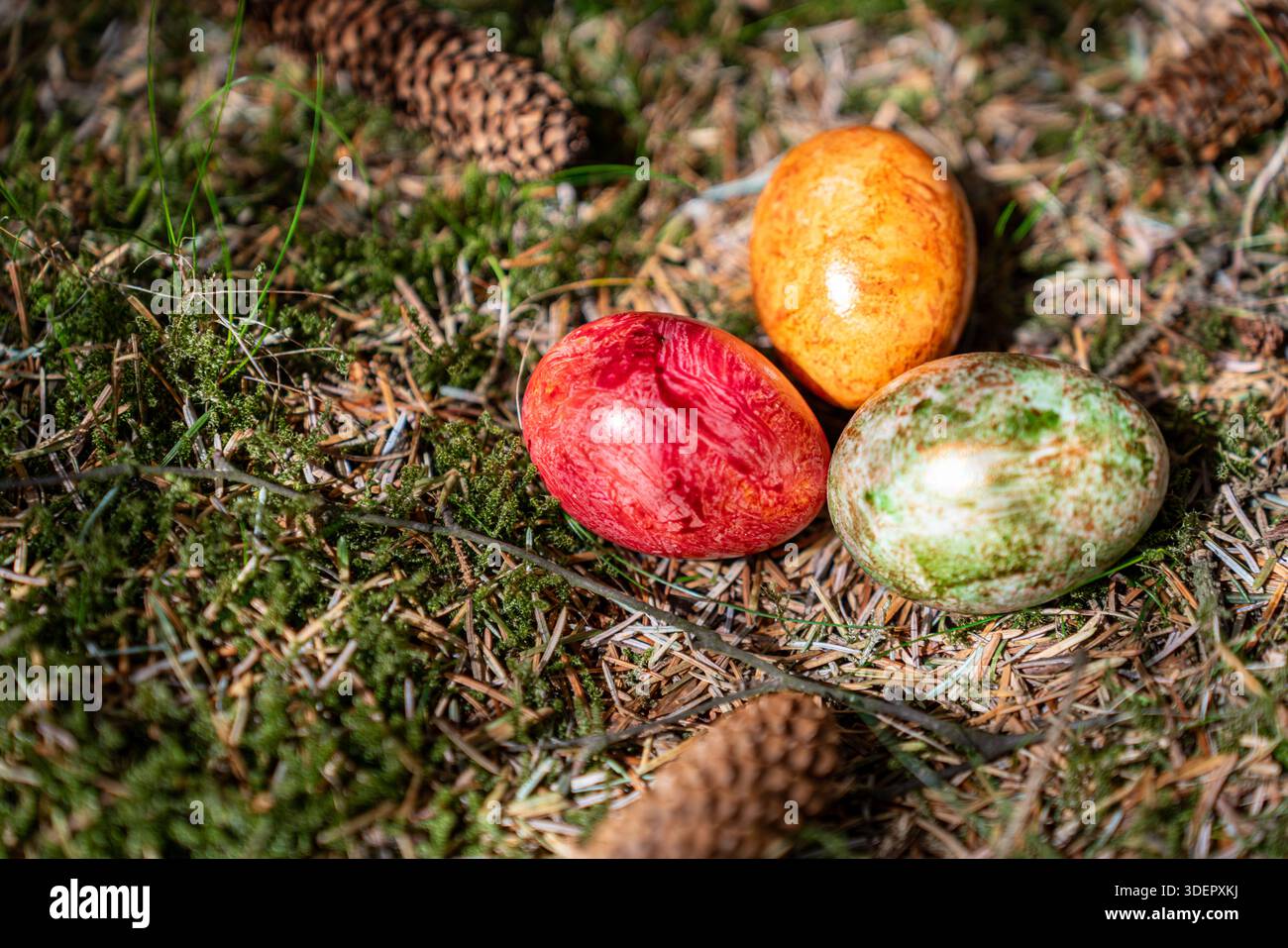 Three dyed Easter eggs in red, orange, and green rest on a mossy forest ground, surrounded by pine needles and cones. Stock Photo