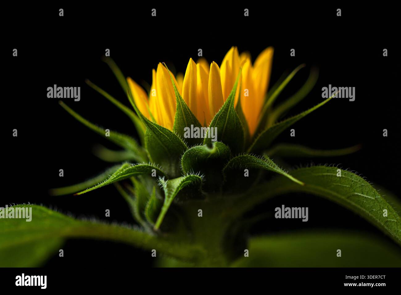 Sunflower on dark background studio Stock Photo