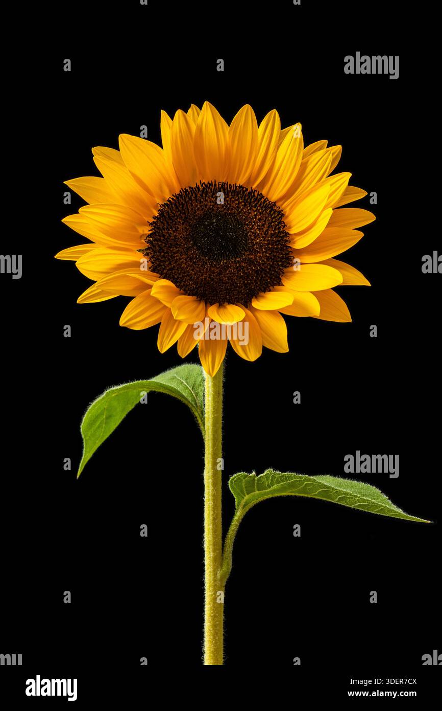 Sunflower on dark background studio Stock Photo