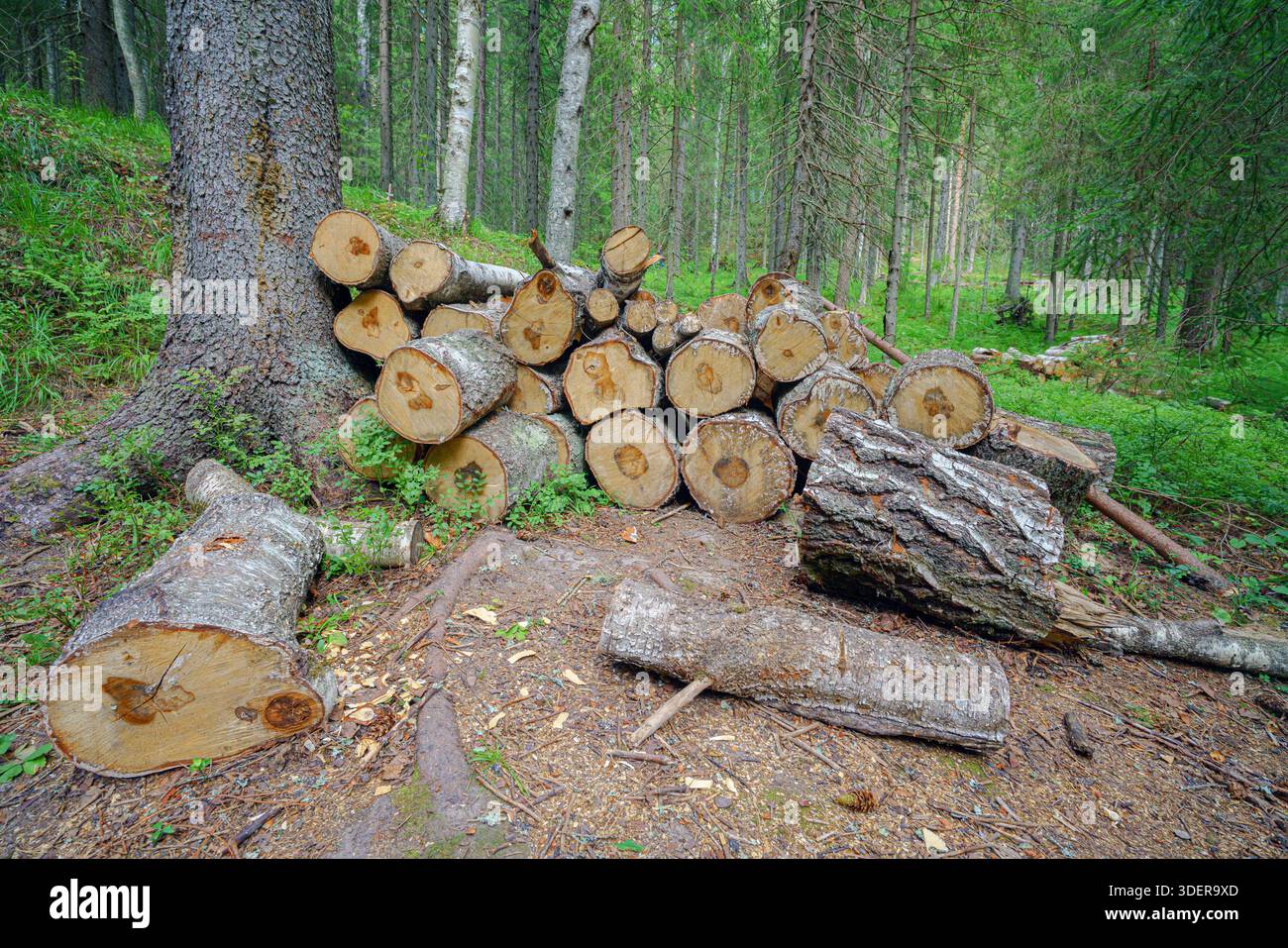 Sawn logs in the summer forest. Stock Photo
