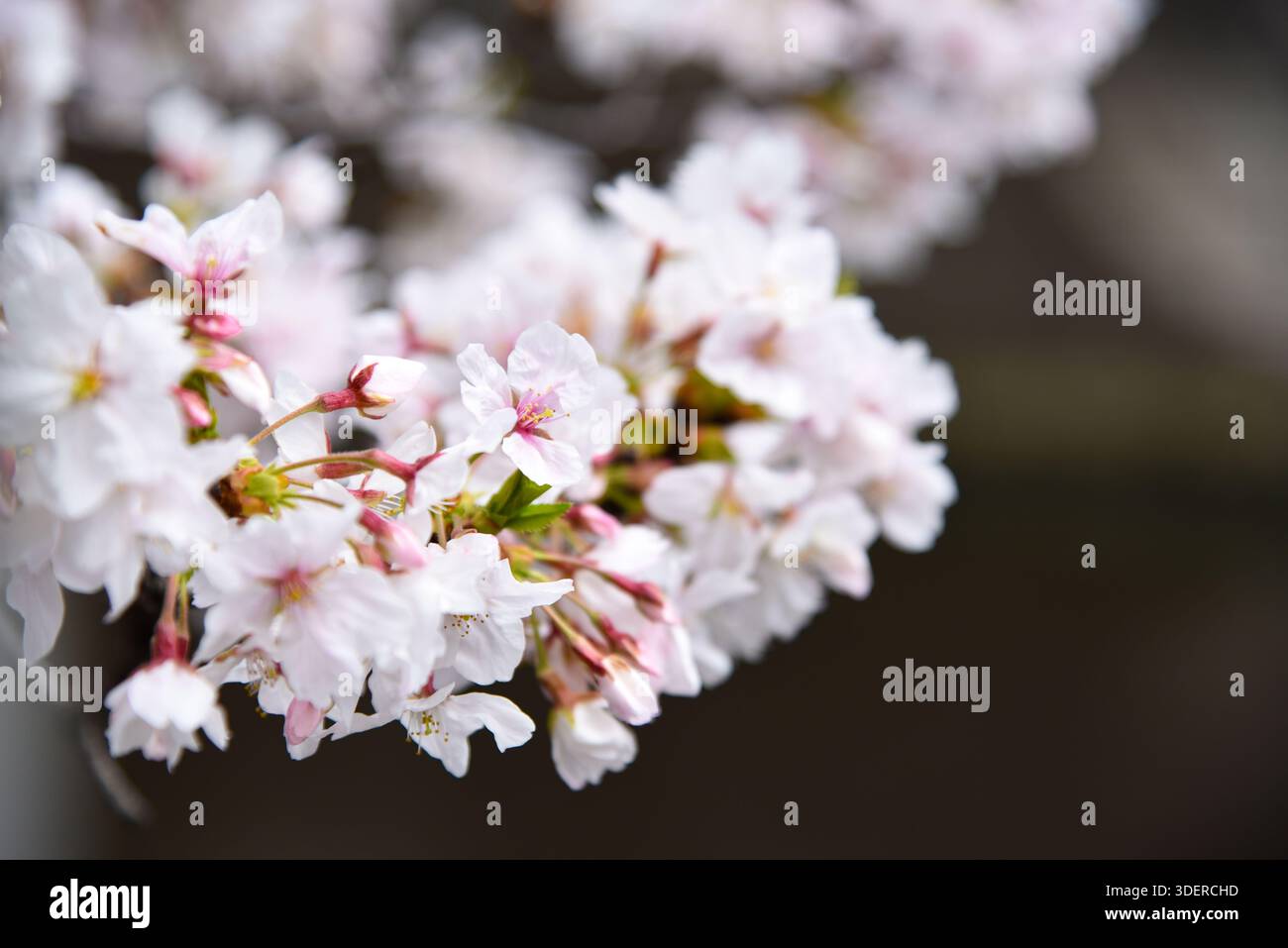 Dense cluster white blossoms hi-res stock photography and images - Alamy