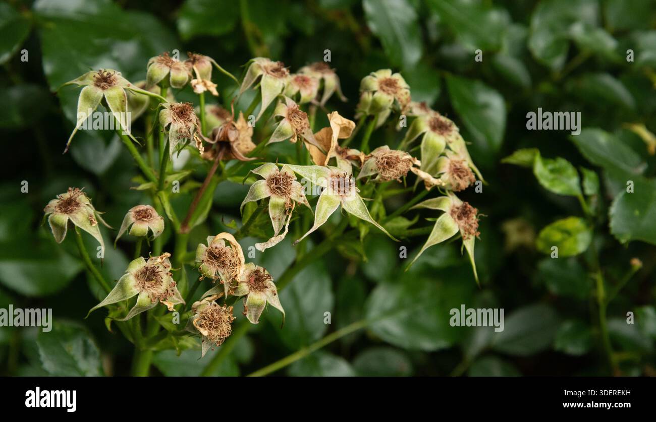 Cluster of spent rose flowers Stock Photo