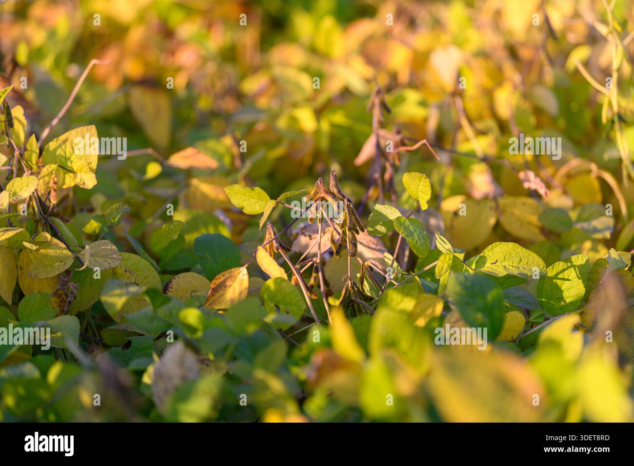 Lush leafcover hi-res stock photography and images - Alamy