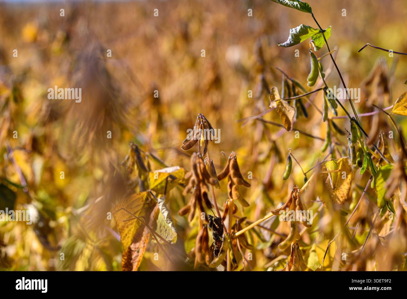 Diverse growth stages hi-res stock photography and images - Alamy
