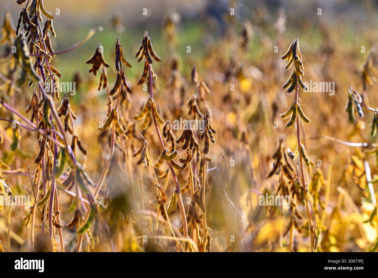 Expansive soybean field with ripe pods and rolling horizon, warm tones ...