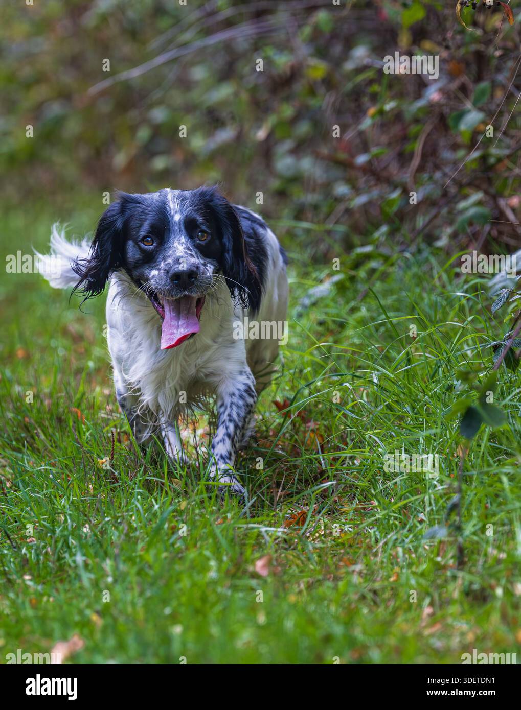 A three-year-old (3 years) black and white male English Springer Spaniel on an autumn day Stock Photo